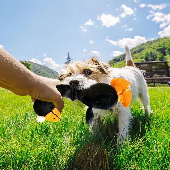 Jouet pour chien poulet criard résistant aux morsures