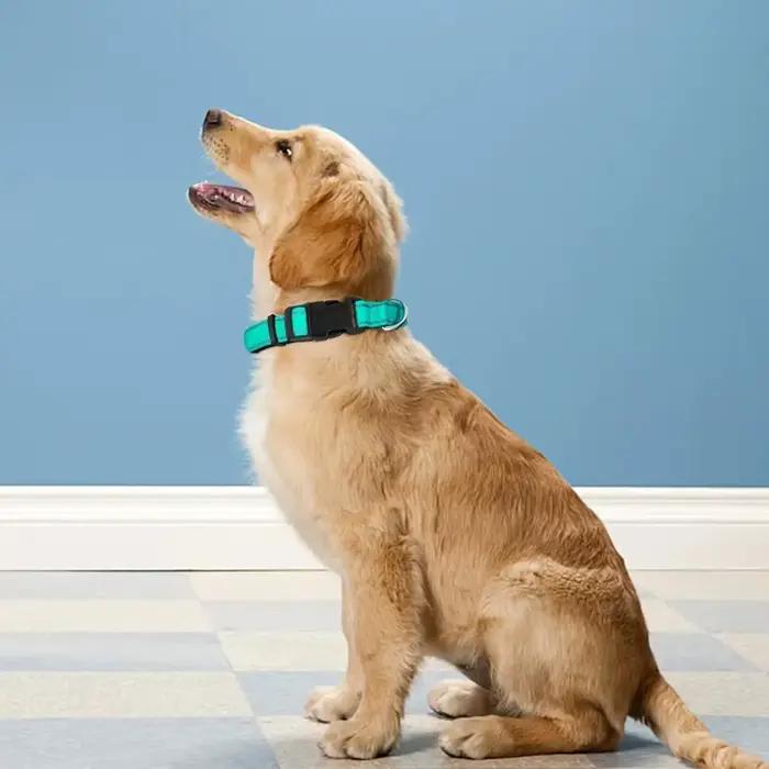 Collier pour chien réglable en néoprène doux rembourré