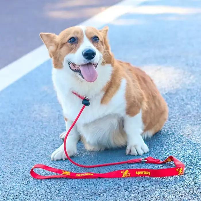 Laisse de dressage pour chien anti-étranglement 2-en-1
