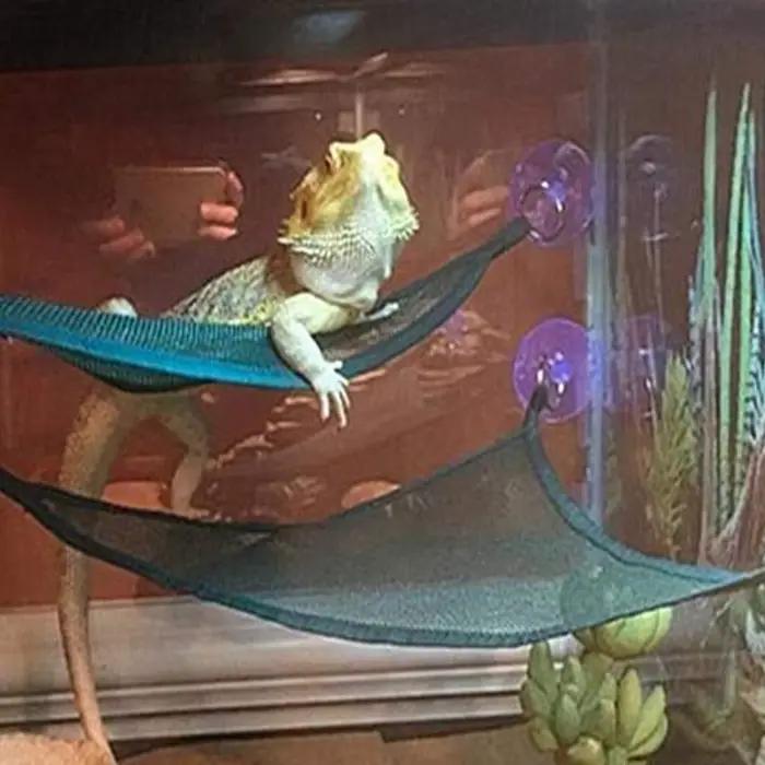 Ensemble d'accessoires pour reptiles : hamac