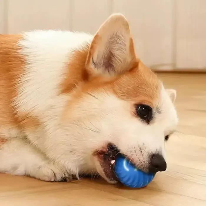 Balle de jeu pour chien