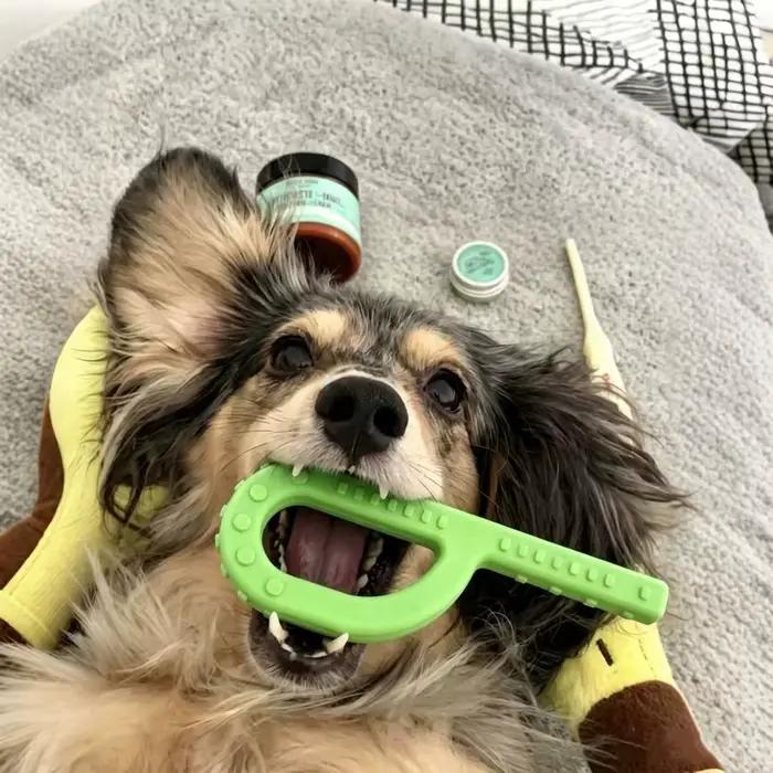 Outil d'aide au brossage pour chien