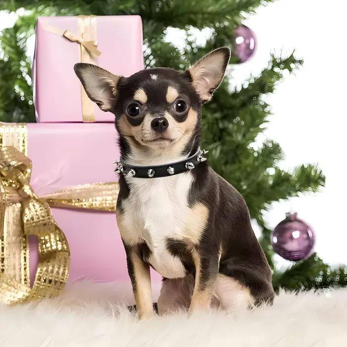 Colliers pour petits chiens