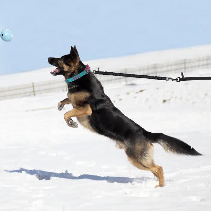 Laisse courte anti-traction pour chien