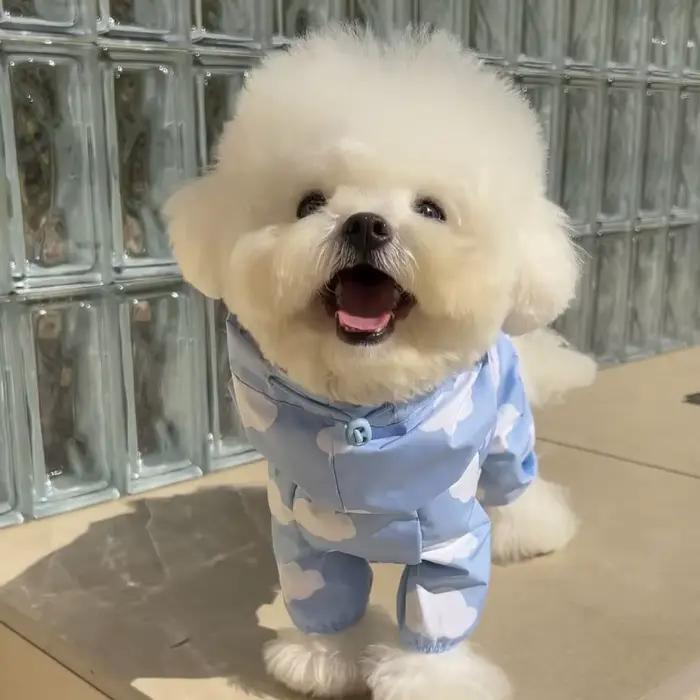 Manteau imperméable pour chien