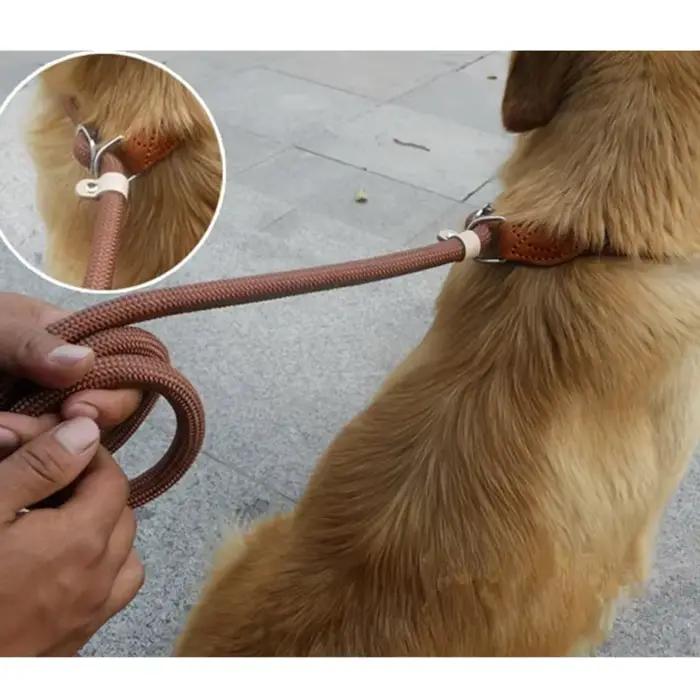 Laisse de marche pour chien