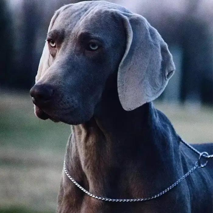 Collier de étranglement en métal pour chien
