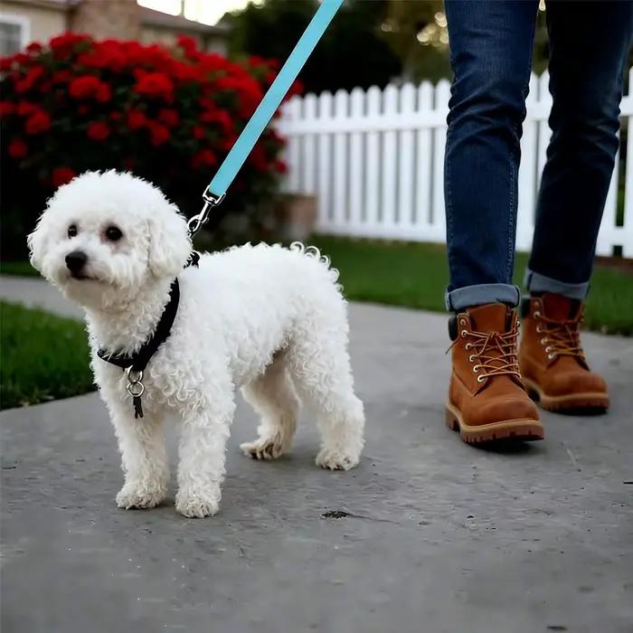 Ceinture de sécurité réglable pour chien avec boucle