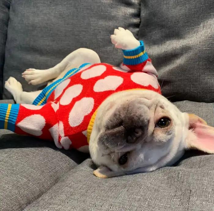 Manteau d'hiver chaud en forme de cœur pour animaux de compagnie, pour chiens de petite à moyenne taille, vêtements pour chiots Chihuahua, vêtements d'extérieur pour animaux mignons pour temps froid