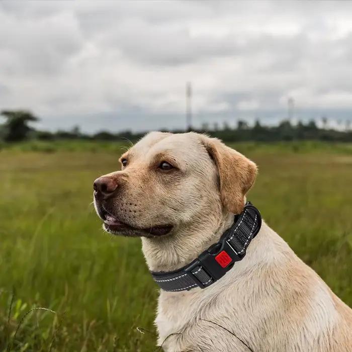 Collier de chien en fonte réglable