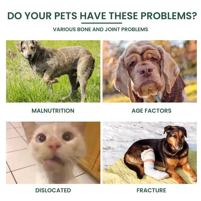 Gouttes de soins articulaires pour chien