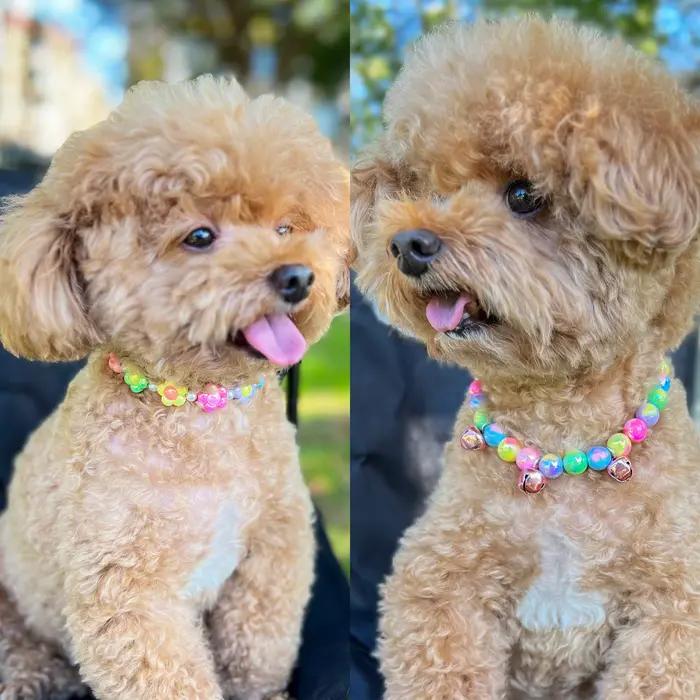 Colliers pour chiens mignons