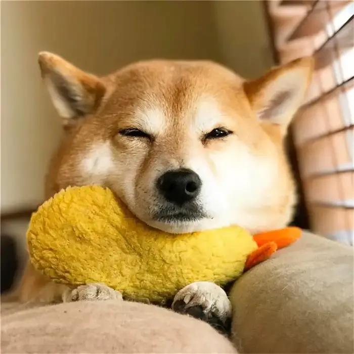Jouet à mâcher en peluche pour animaux de compagnie