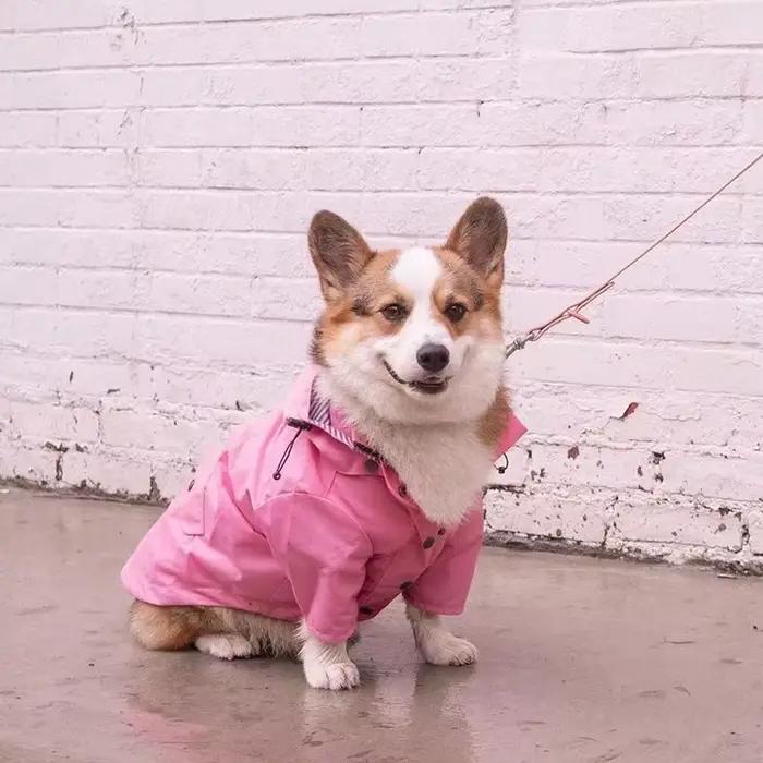 Manteau imperméable pour chien