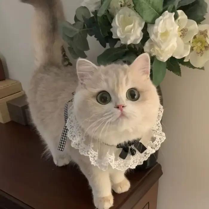 Collier chat chien soie mariage