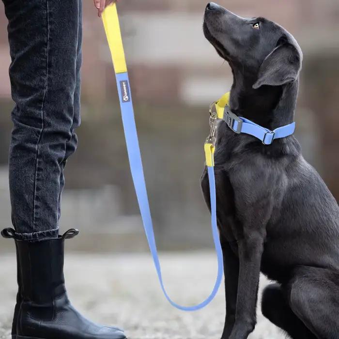 Laisse de collier imperméable conçue pour l'entraînement des chiens