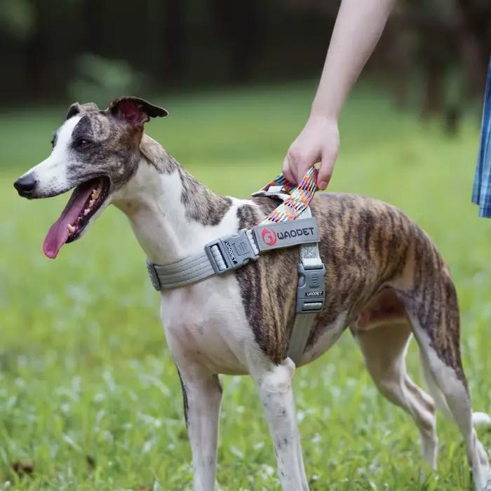 HarNISSAN-Corde Plate en Nylon Durable pour Chien