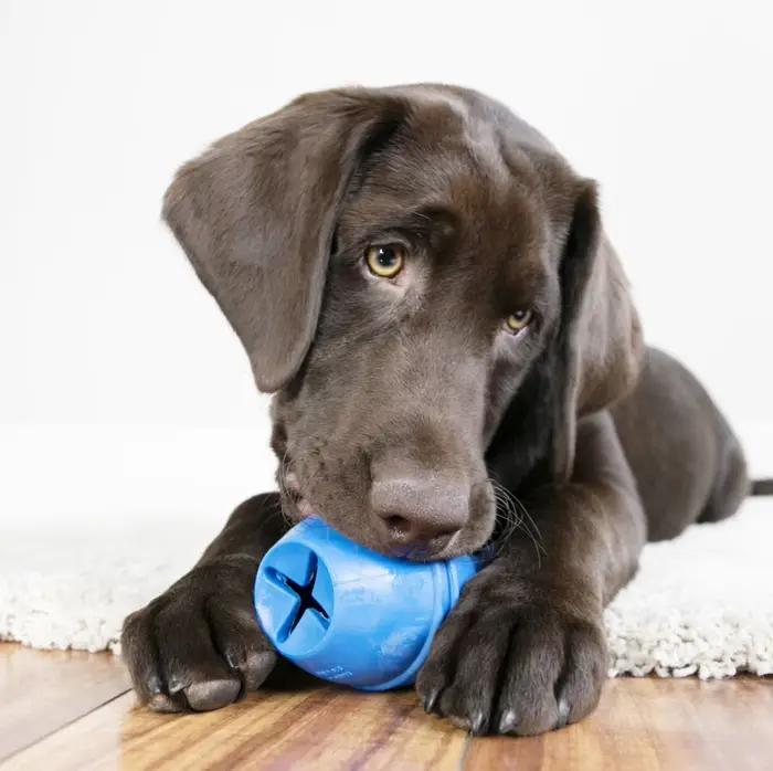 Jouet pour chien KONG Genius Leo de taille L, couleurs variées