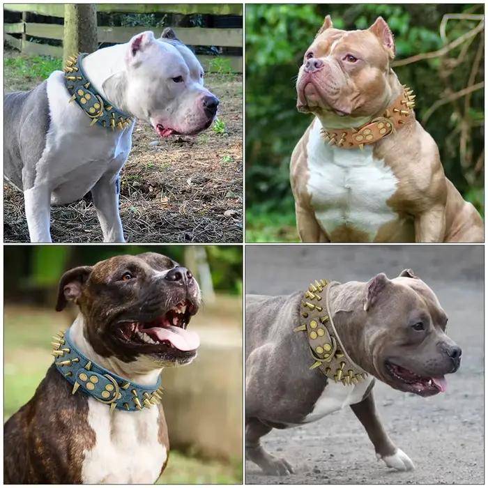 Grand collier Anti-morsure pour chien