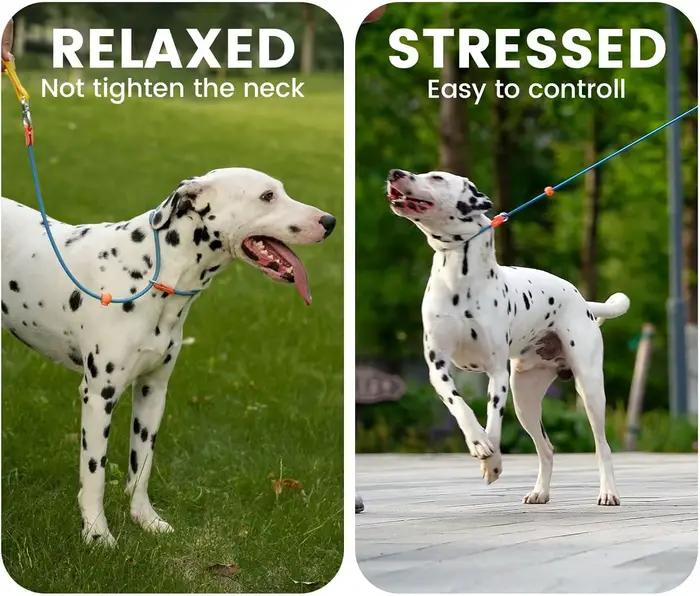 Collier antidérapant en nylon pour chien