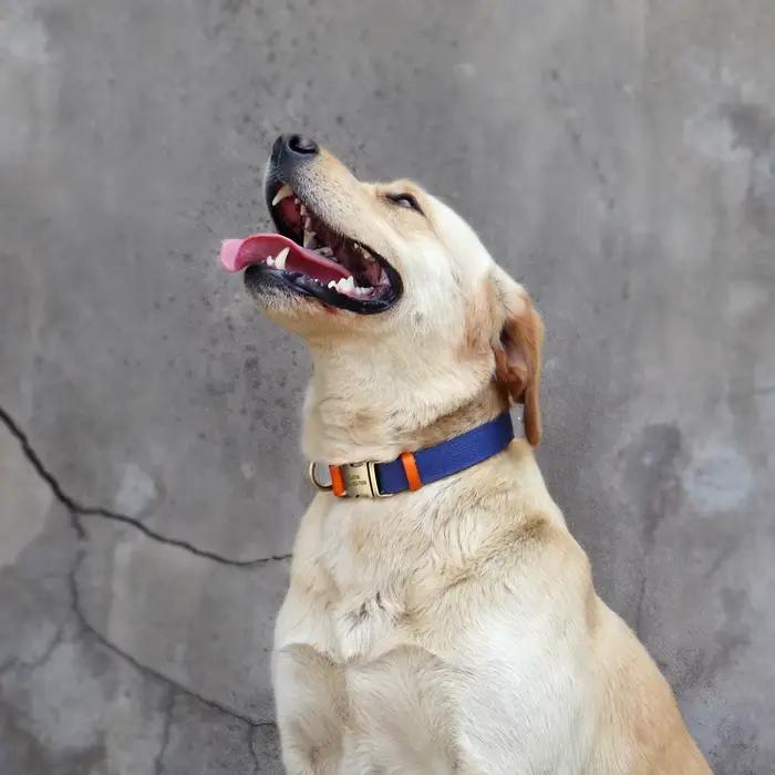 Collier de chien en nylon personnalisé