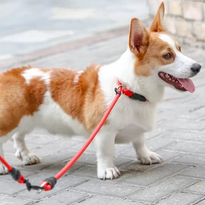 Collier en Nylon pour animaux de compagnie