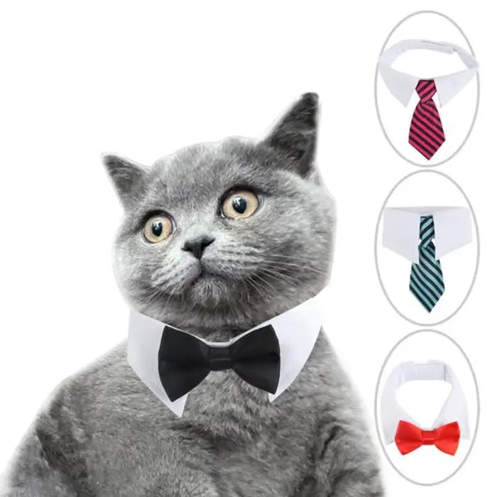 Nouveau collier cravate pour chien