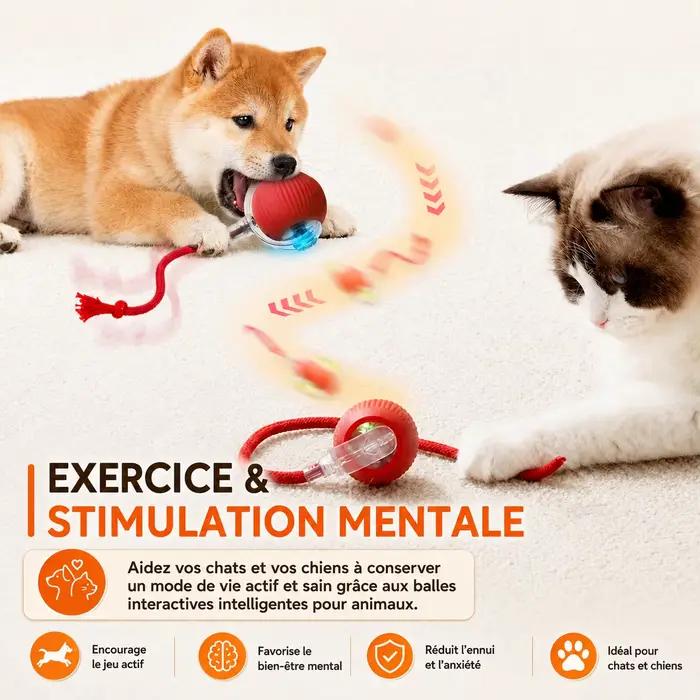 Nouveau jouet interactif de balle de chien