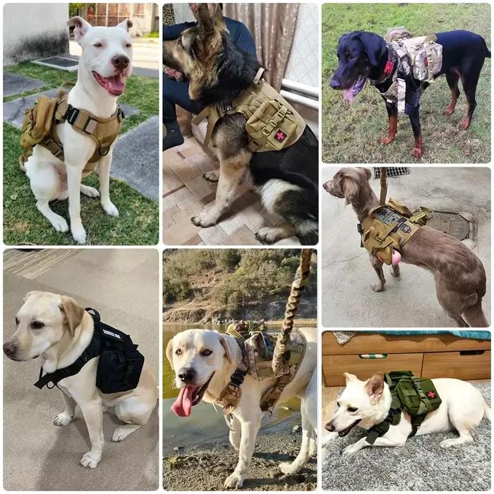 Grand collier de transport pour chien