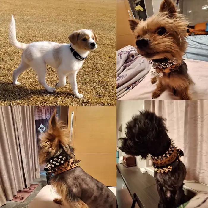 Collier en cuir pour animaux de compagnie