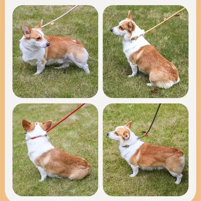 Laisse de marche pour chien
