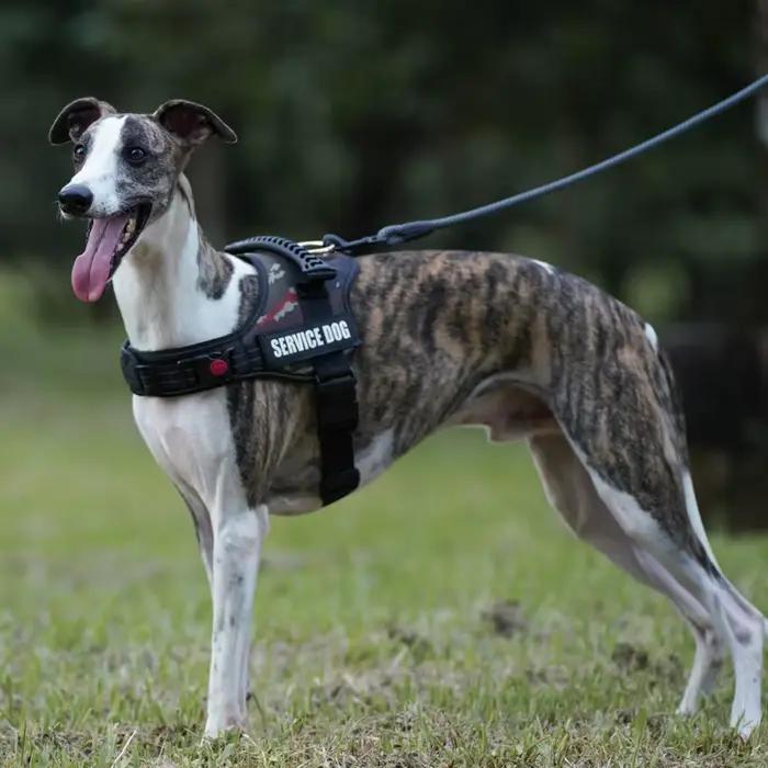 Harnais pour chiens patchs personnalisés