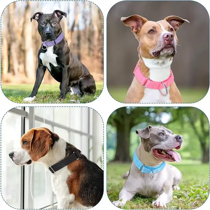 Collier pour chien en Nylon Martingale robuste