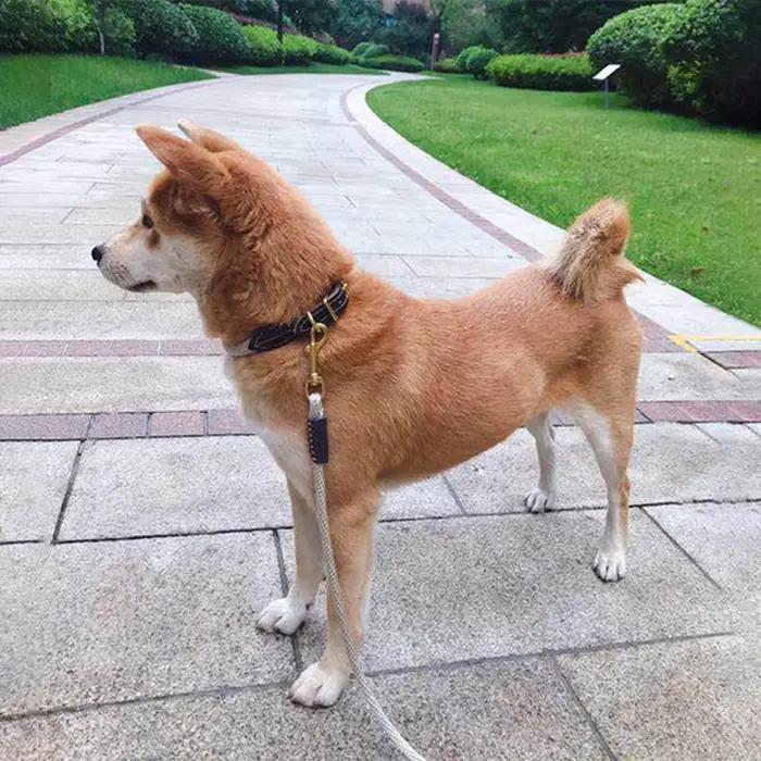Collier de chien en cuir véritable réglable avec boucle en cuivre