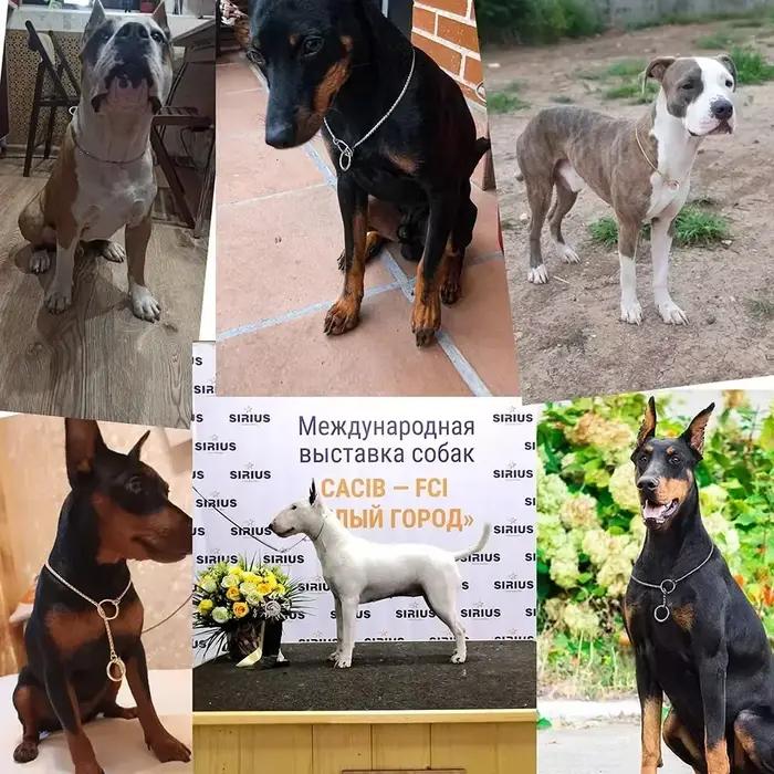 Collier ras du cou en acier inoxydable pour chiens