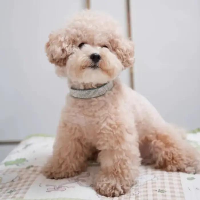 Collier pour chien à paillettes de cristal