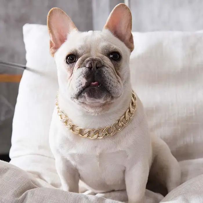 Collier chaîne pour chien pour petits et moyens chiens