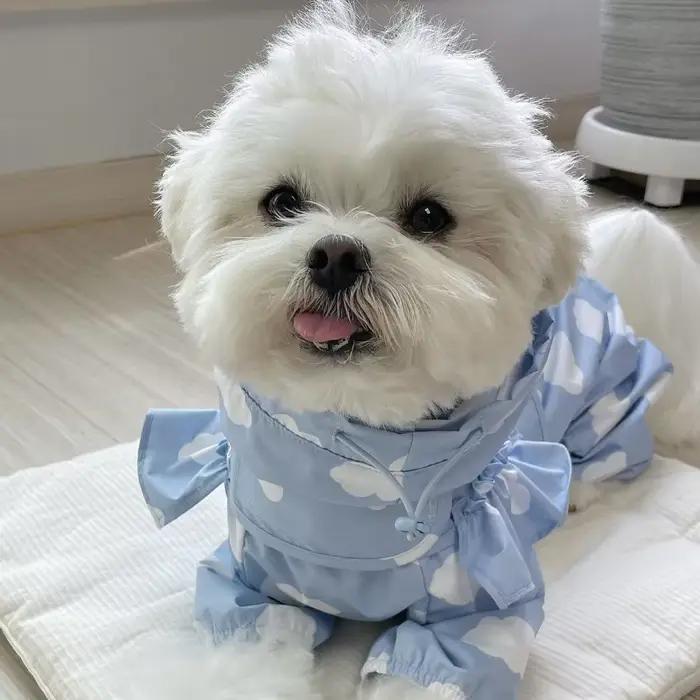 Manteau imperméable pour chien
