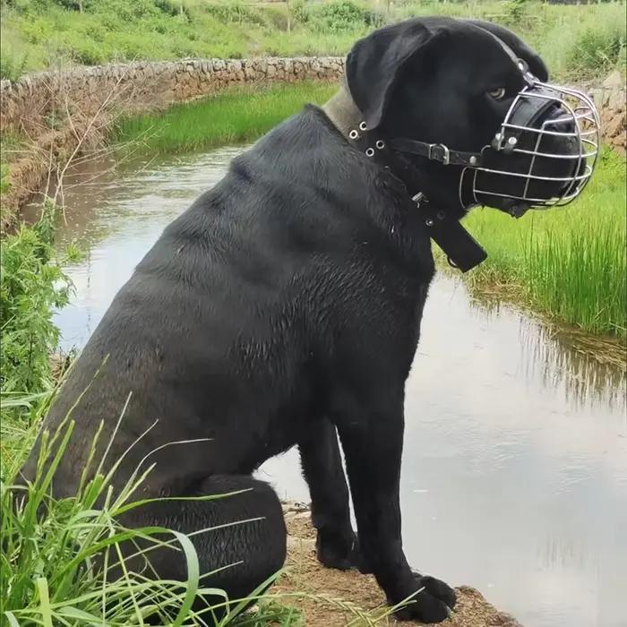 Muselière pour chien réglable et robuste