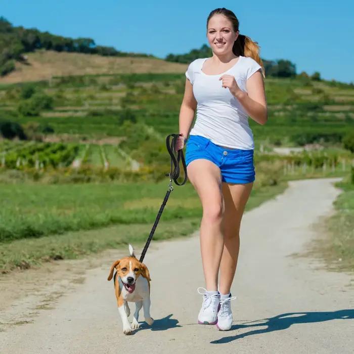 Laisse courte anti-traction pour chien