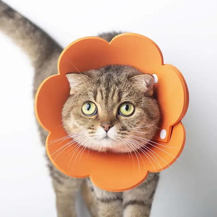 Colliers de protection mignons pour animaux de compagnie
