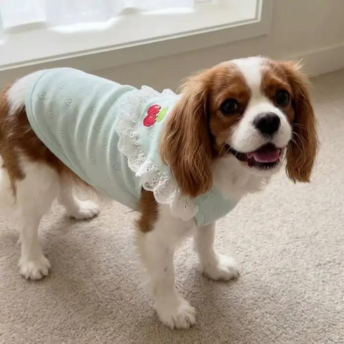 Gilet en dentelle pour chien à col volanté