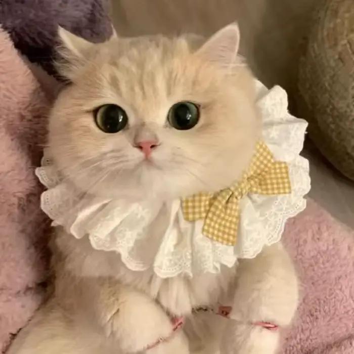 Collier chat chien soie mariage