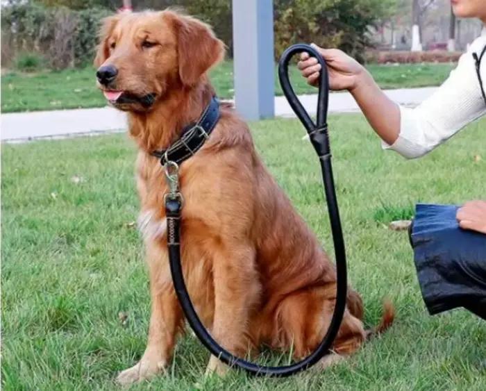 Ensemble collier et laisse en cuir véritable pour animaux de compagnie