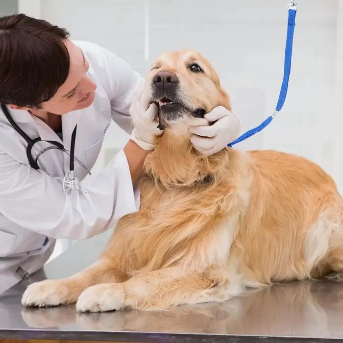 Noose de toilettage pour animaux de compagnie, laisses à boucle de retenue en Nylon, corde fixe régl