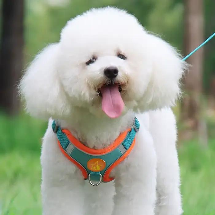 Collier réglable en plomb SFP pour animaux de compagnie, coulage respirant, laisse de marche pour ch