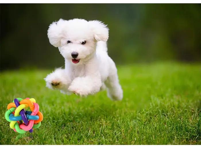 Jouet tissé en forme de cloche colorée, en caoutchouc résistant aux morsures de chien populaire, pou