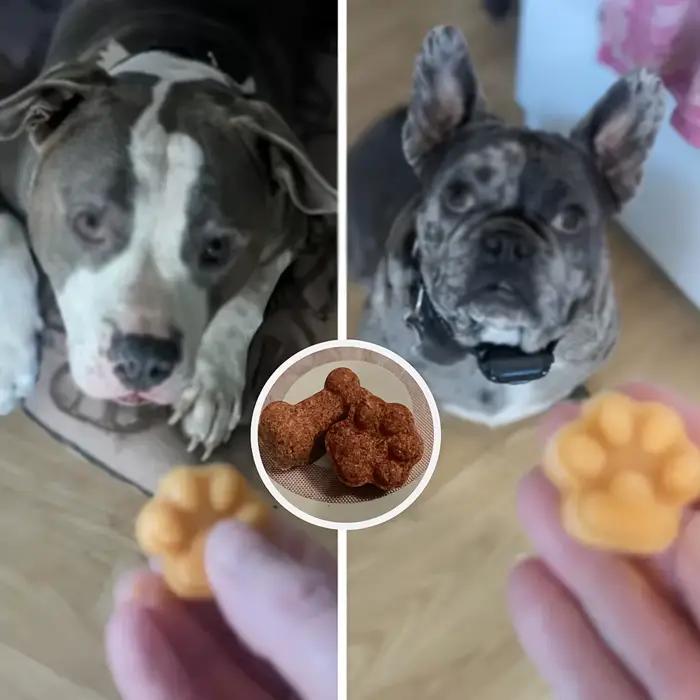 Moule en Silicone à 14 Grilles pour citrouille de Chien, Patte de Chat, Sophia, Chocolat, Gâteau, Ou