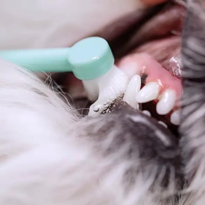 Brosse à dents pour animaux de compagnie, mini tête, livres de dents, poils confortables, soins bucc