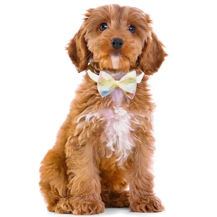 50 pièces nœuds papillon en dentelle pour petit chien collier de chien réglable collier de chat pomp